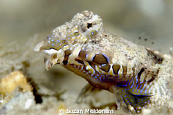 A Male Dragonet displaying colors and lips trying to make... by Suzan Meldonian 